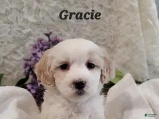 Mixed Breed dogs Gracie - Ad 19