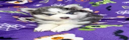 Pomsky dogs for sale: Artesia - Ad 4