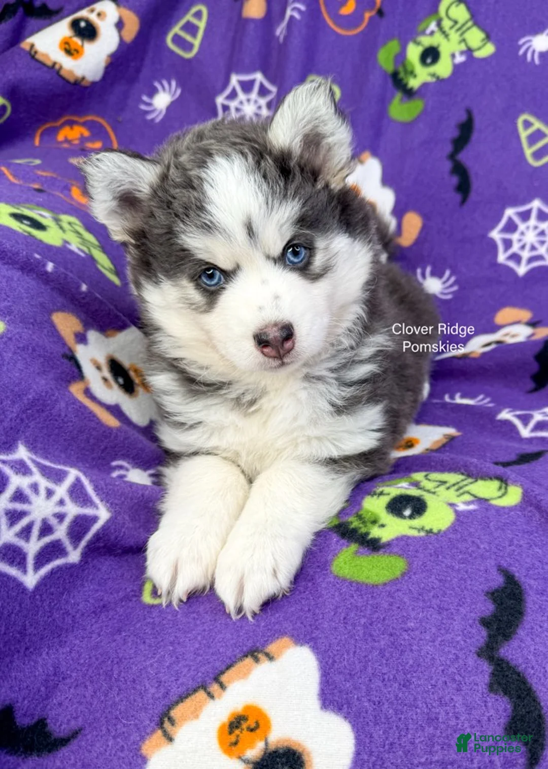 Pomsky dogs for sale: Artesia - Ad 4