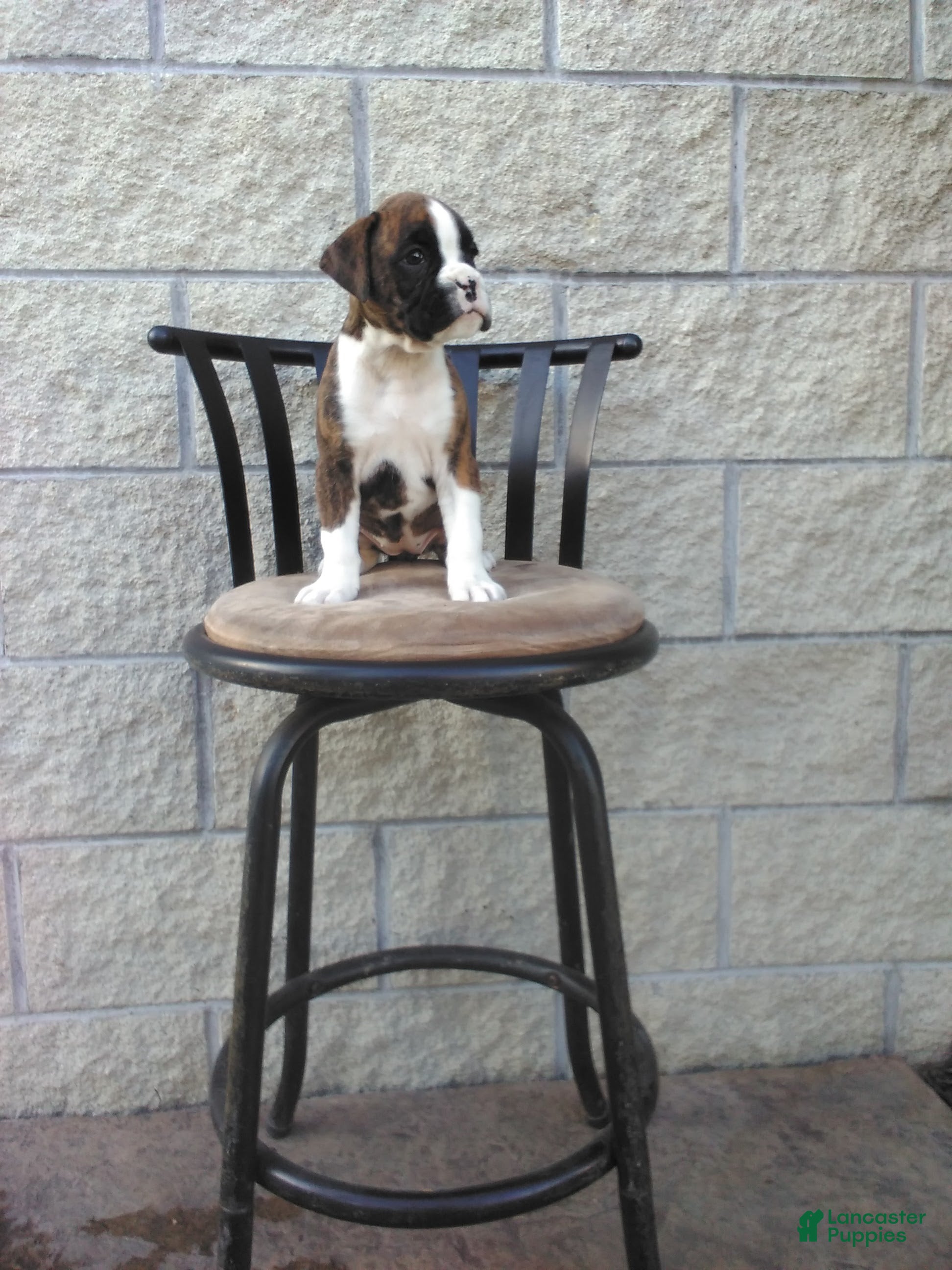 Boxer dogs Sadie Euro - Ad 2