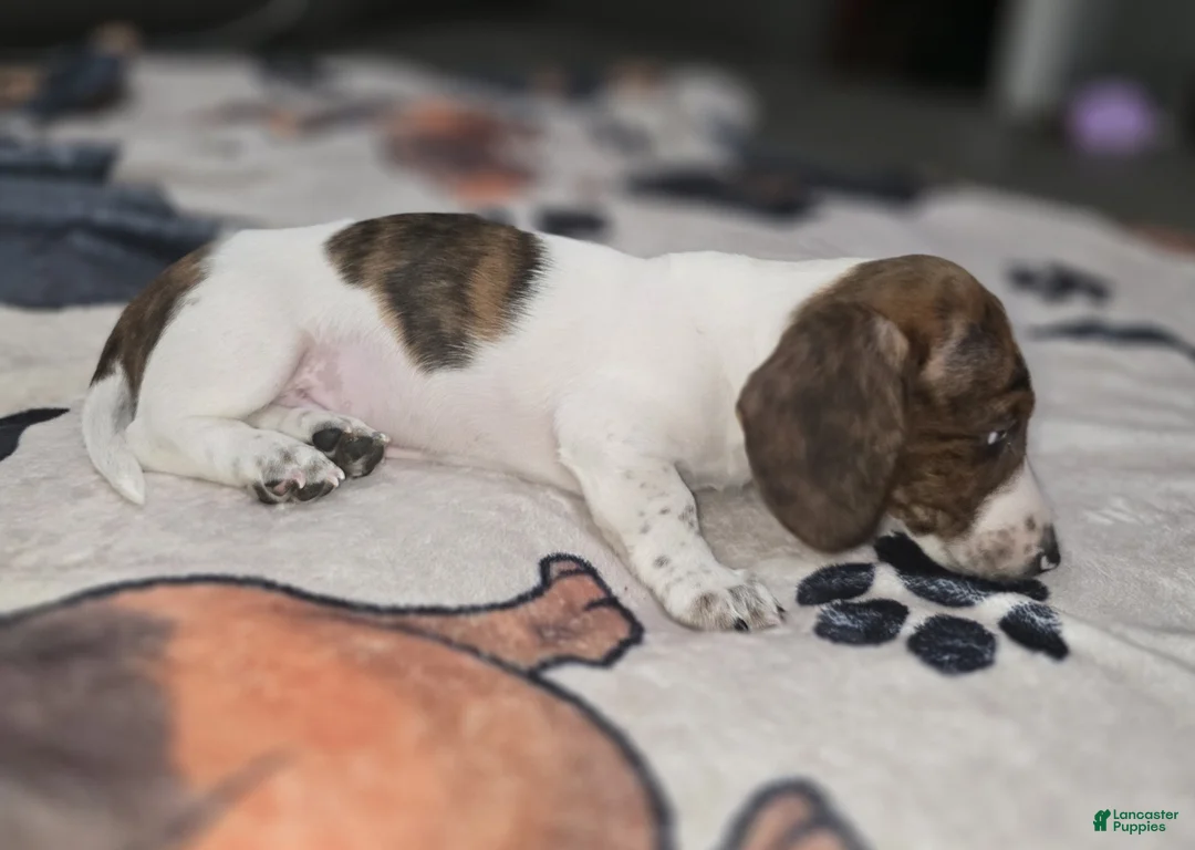 Dachshund dogs for sale: B McGee - mini - Ad 2
