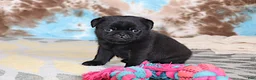 Pug dogs for sale: Greg - Ad 3