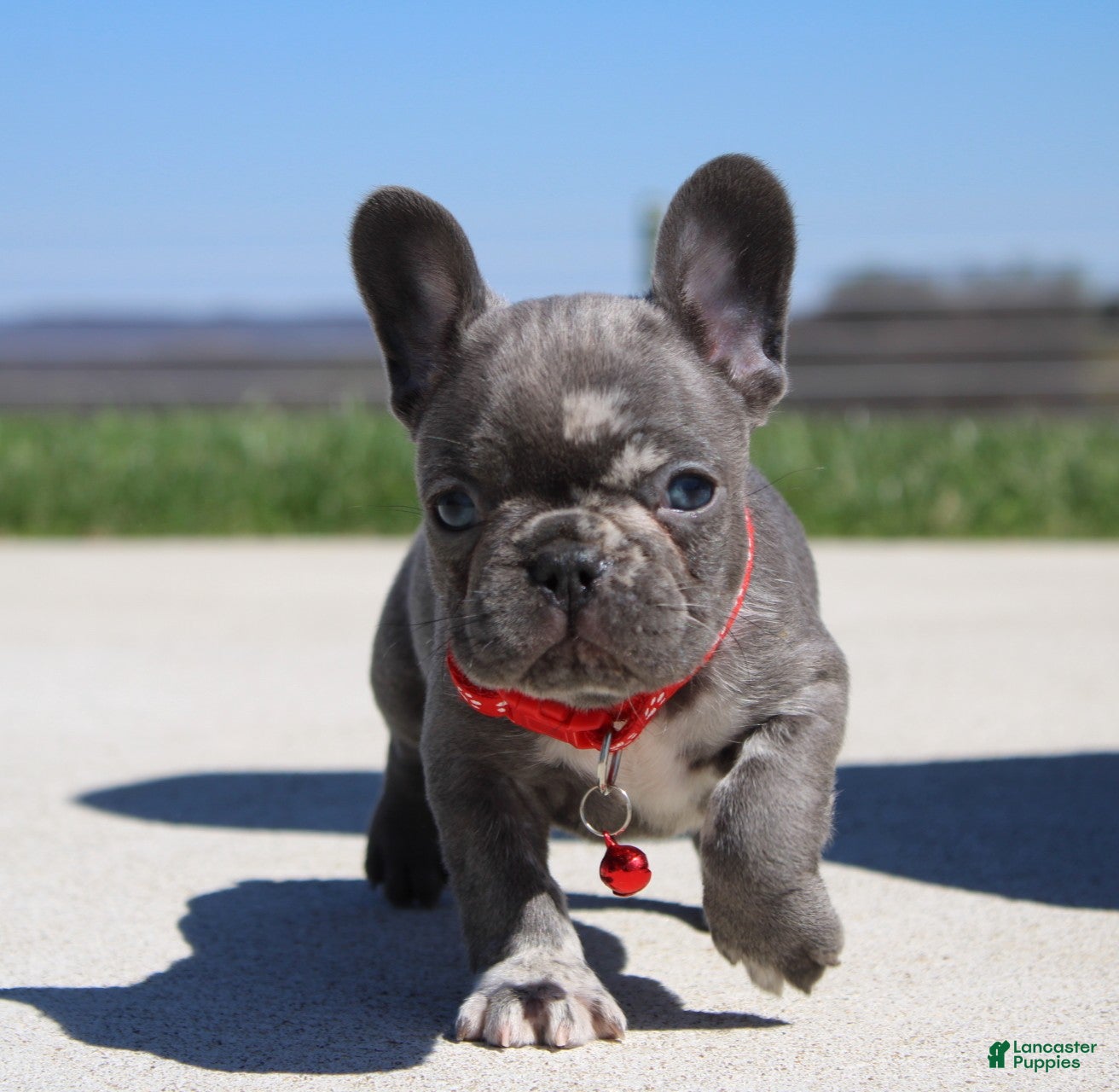 French Bulldog dogs Lorcan - Ad 1