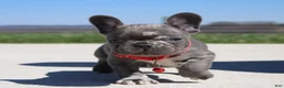 French Bulldog dogs for sale: Lorcan - Ad 1