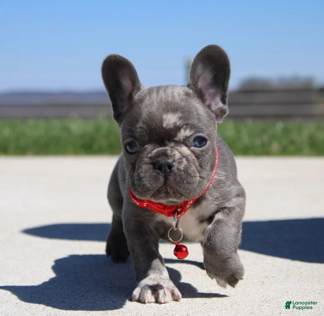 French Bulldog dogs for sale: Lorcan - Ad 1