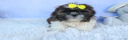 Shih Tzu dogs for sale: RUBBLE - Ad 4