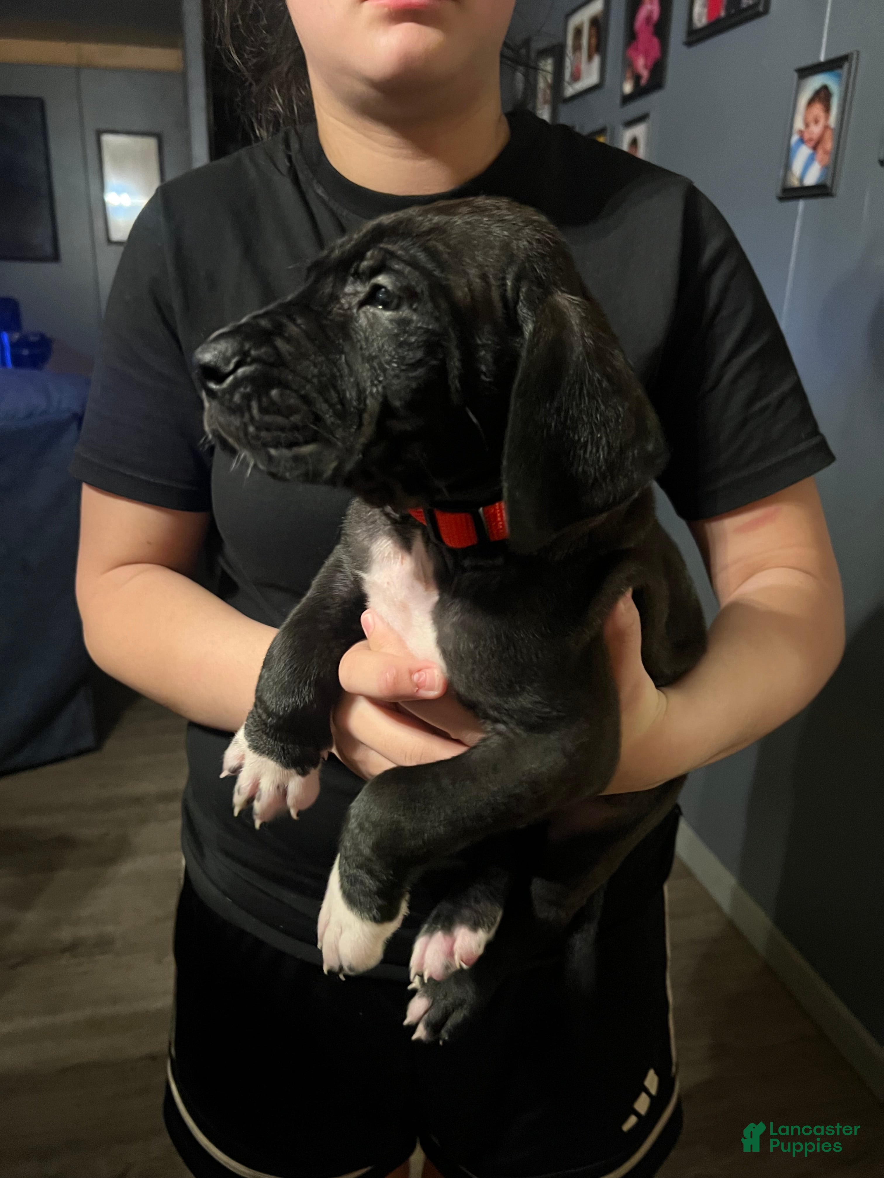 Great Dane dogs Great Dane Puppy 1 - Ad 38