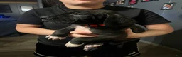 Great Dane dogs for sale: Great Dane Puppy 1 - Ad 1