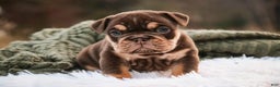 English Bulldog dogs for sale: Brutus - Ad 6