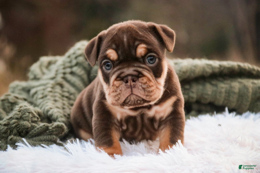 English Bulldog dogs for sale: Brutus - Ad 6