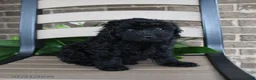Havapoo dogs for sale: Ayla - Ad 4