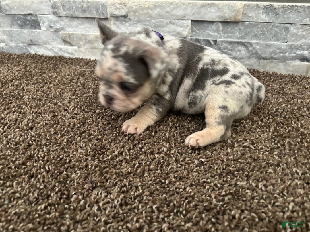 French Bulldog dogs for sale: Sky - Ad 3