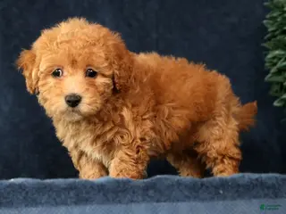 Bichpoo dogs Hazel - Ad 1