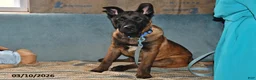 Belgian Malinois dogs for sale: Tanner - Ad 4