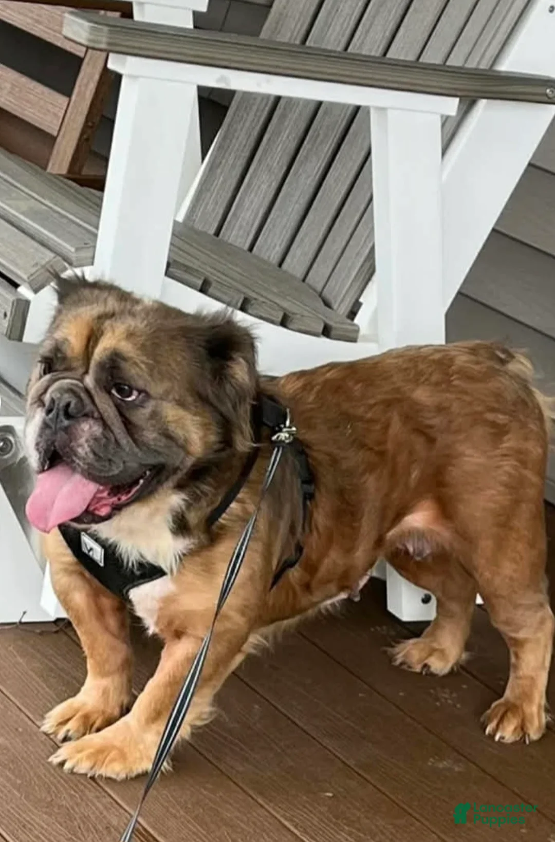 English Bulldog dogs for sale: Margo - Ad 4