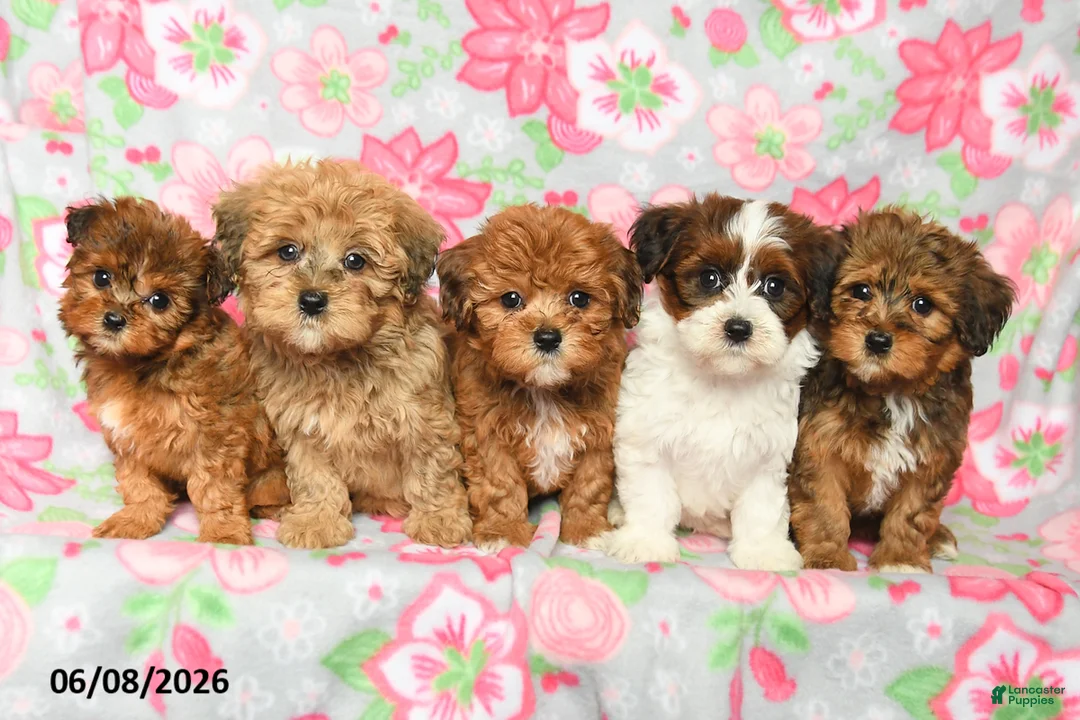 Havapoo dogs for sale: Lucky - Ad 3