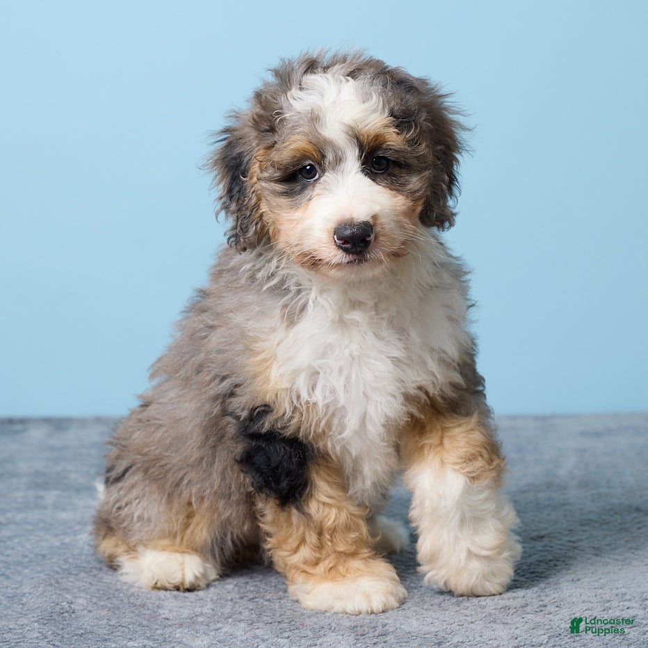 Mini Bernedoodle dogs Maddie - Ad 2