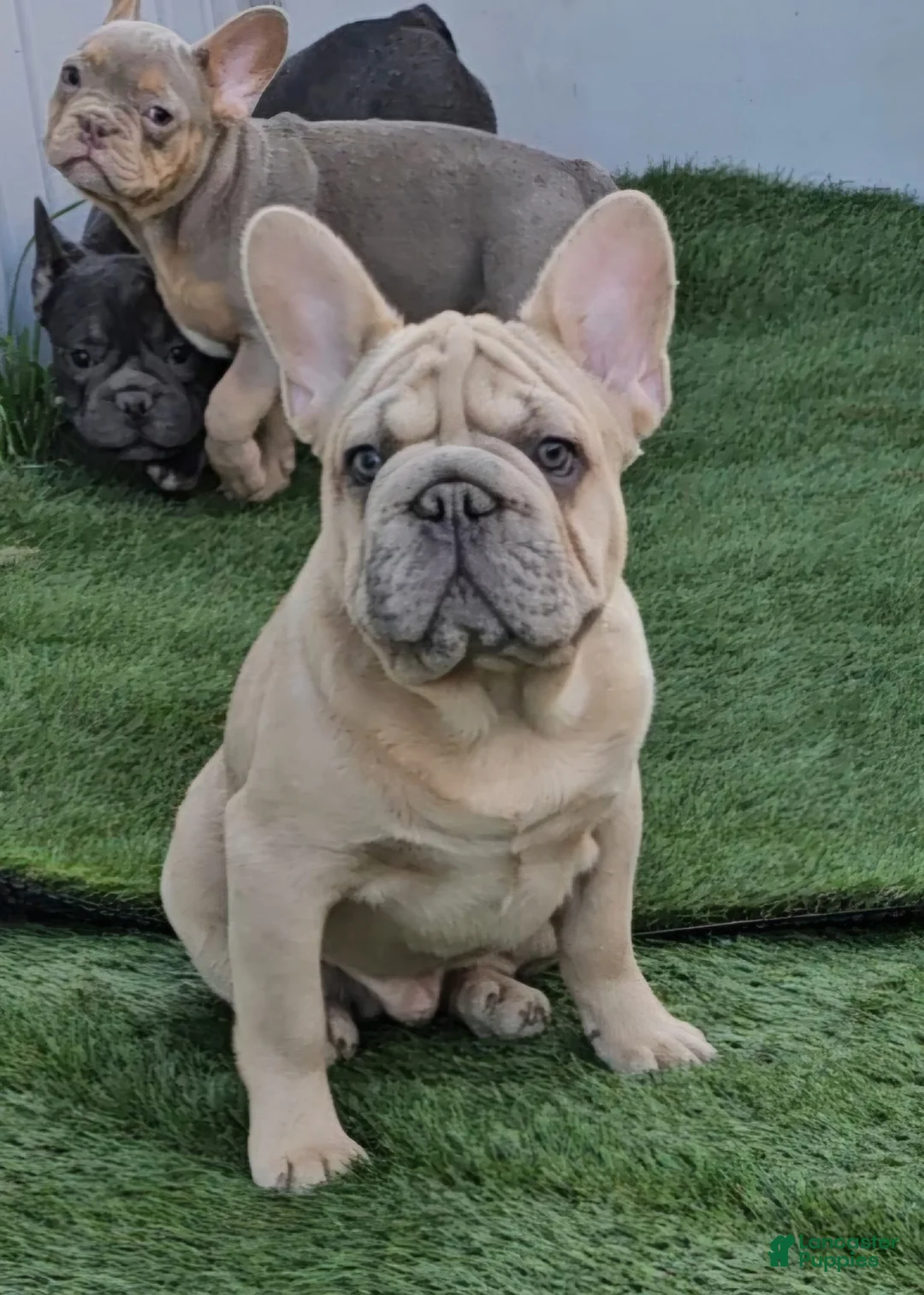 French Bulldog dogs for sale: French Bulldog Puppy 1 - Ad 18