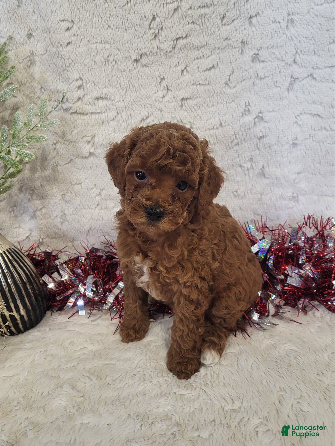Goldendoodle dogs for sale: Rachel - Ad 2