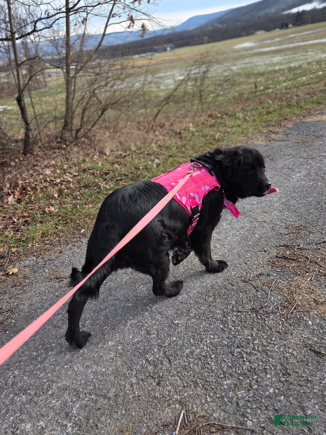 Newfoundland dogs for sale: Dakota  - Ad 3