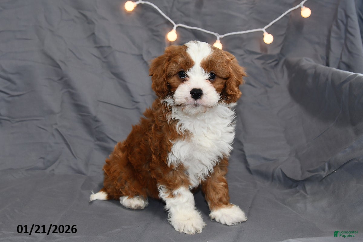 Cavapoo dogs for sale: Midnight - Ad 1