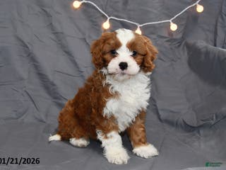 Cavapoo dogs for sale: Midnight - Ad 1