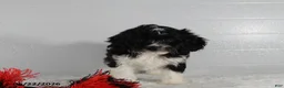 Cockapoo dogs for sale: Terry - Ad 3