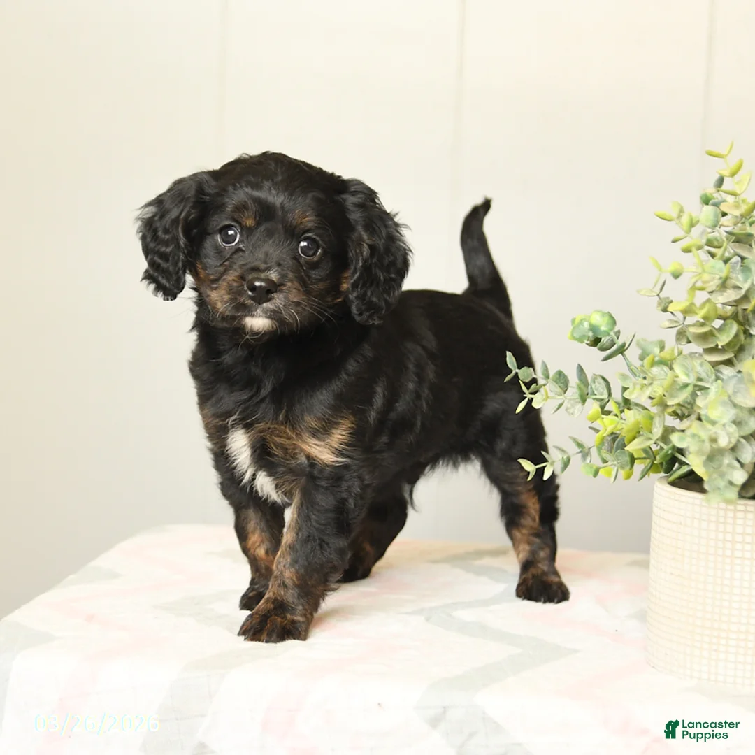Cavapoo dogs for sale: Kaleb - Ad 3