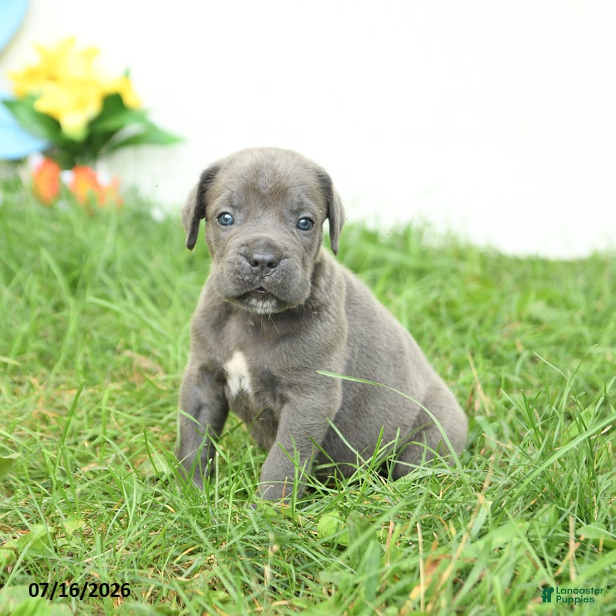 Cane Corso dogs River - Ad 1