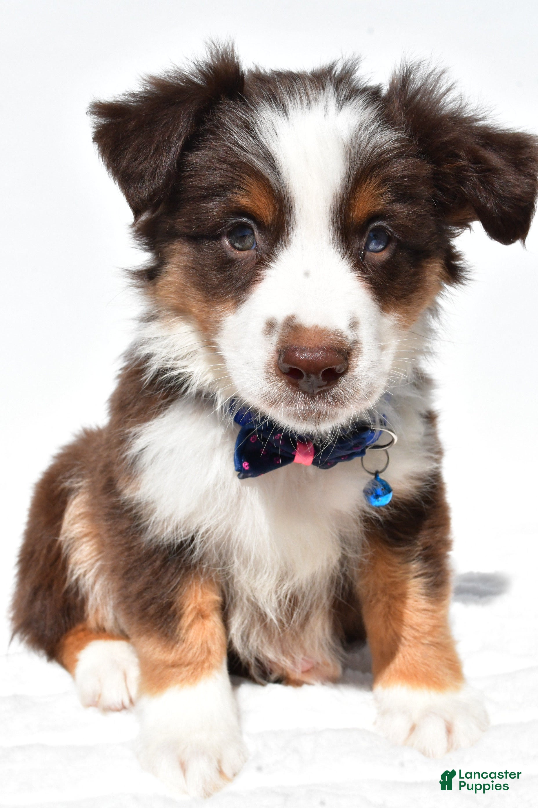 Australian Shepherd Mix American Bulldog And Border Collie Mix