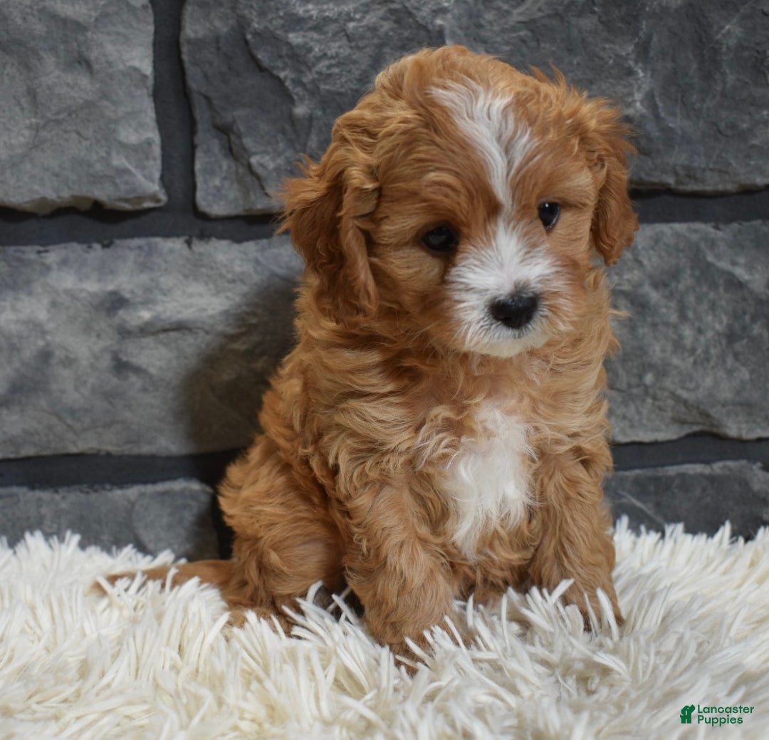 Cavapoo dogs for sale: Sophie  - Ad 4