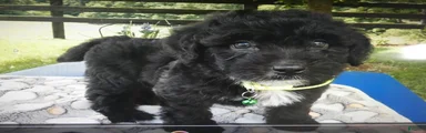 Mini Aussiedoodle 3 Dalane