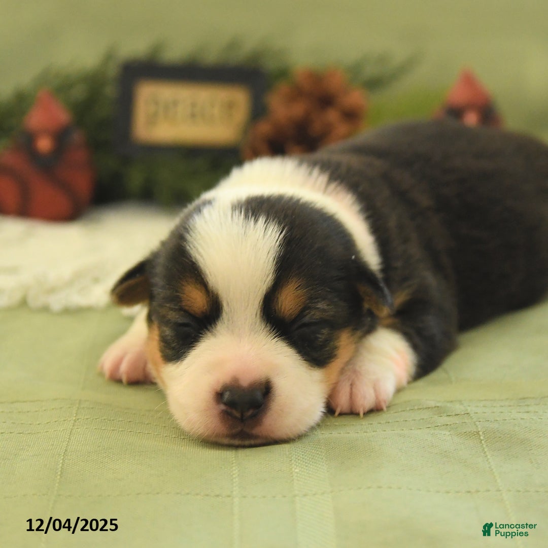 Welsh Corgi Pembroke dogs for sale: Pupcake - Ad 5