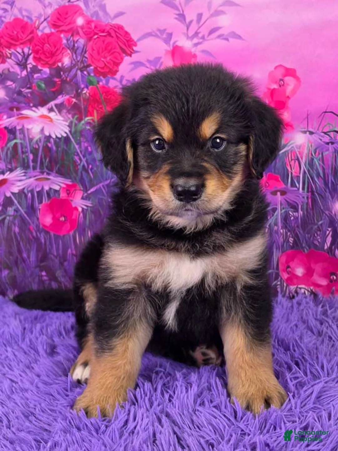 Mixed Breed dogs for sale: Ace - Ad 1