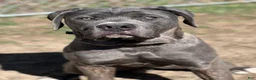 Cane Corso dogs for sale: Azul - Ad 4