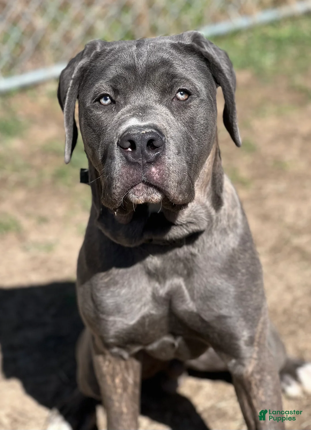 Cane Corso dogs for sale: Azul - Ad 4