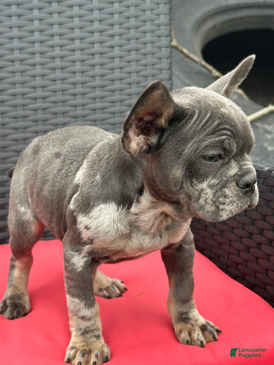 French Bulldog dogs for sale: Leo - Ad 2