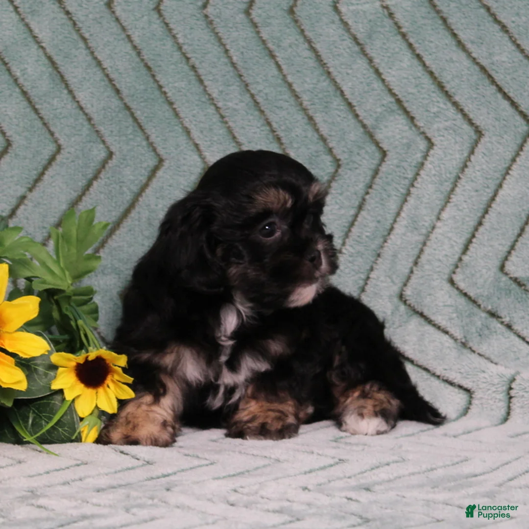 Teddy Bear dogs for sale: BJs Fern - Ad 5