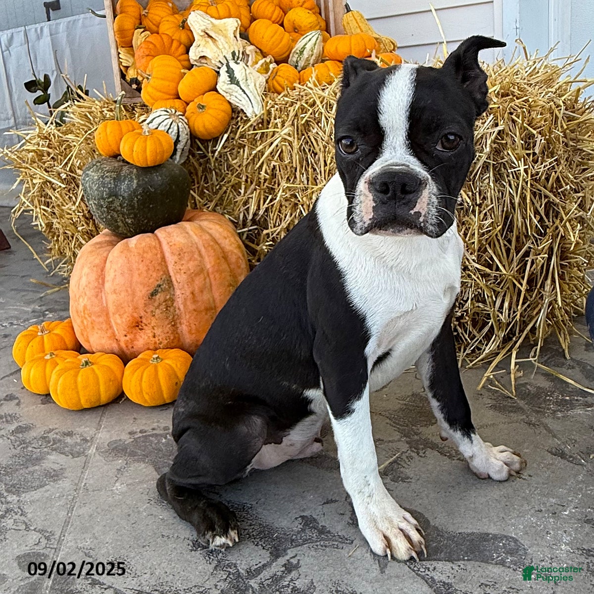 Boston Terrier dogs Bowser - Ad 10