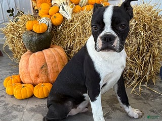 Boston Terrier dogs Bowser - Ad 18