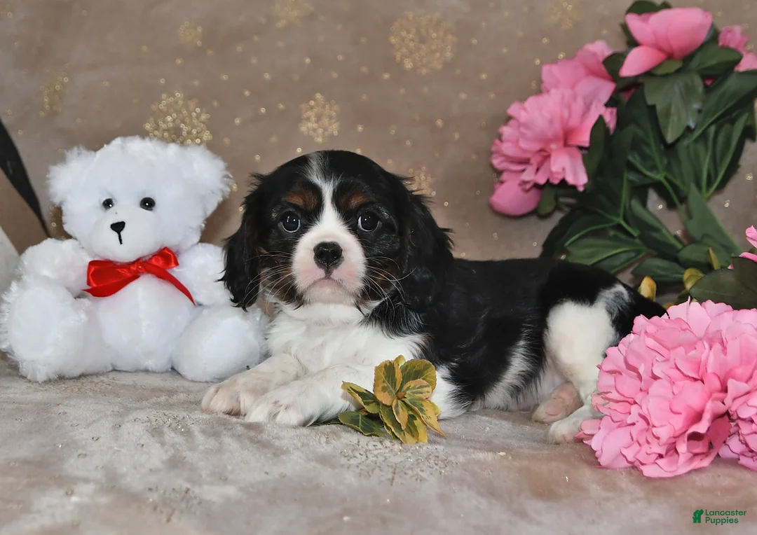 Cavalier King Charles Spaniel dogs for sale: Freddie - Ad 1