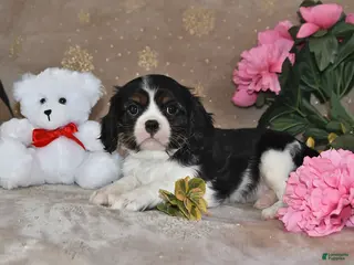 Cavalier King Charles Spaniel dogs for sale: Freddie - Ad 2