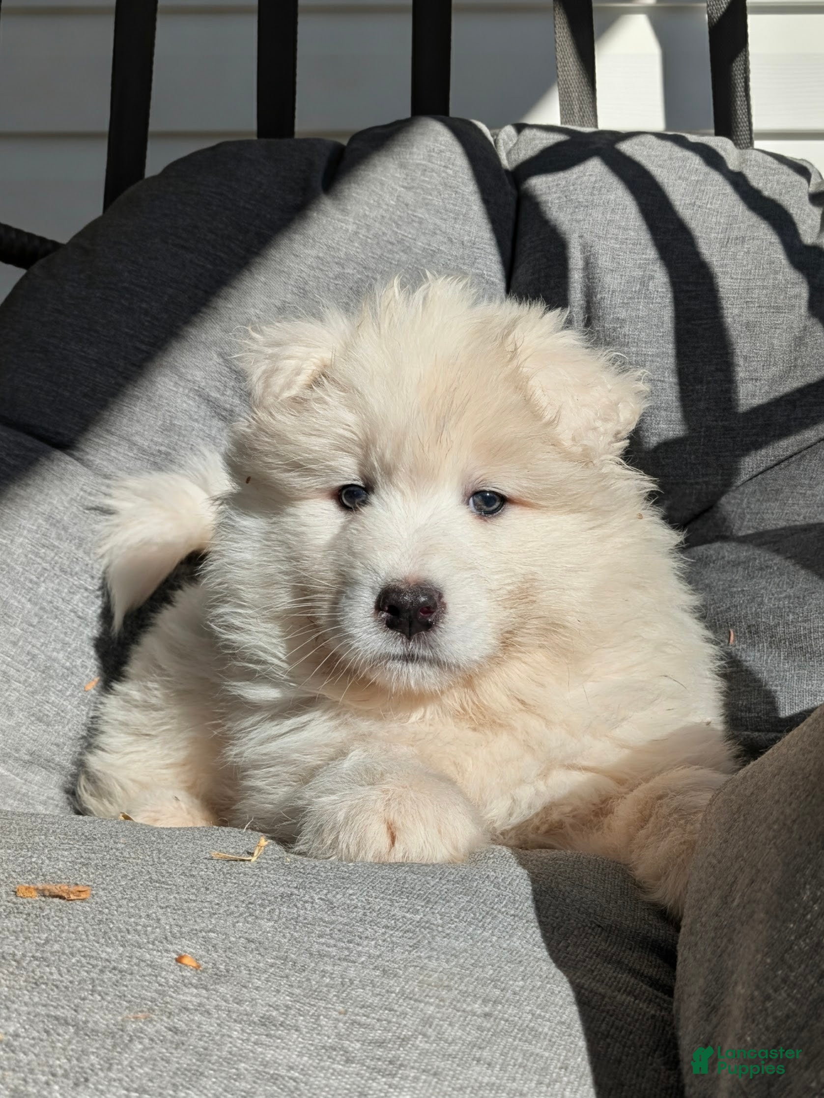 Samoyed dogs Ella - Ad 2