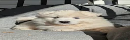 Samoyed dogs for sale: Ella - Ad 2