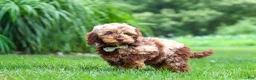 Cockapoo dogs for sale: Quinton - Ad 4