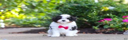 Cavapoo dogs for sale: Leo - Ad 13