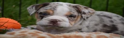 Beabull dogs for sale: Ace  - Ad 4