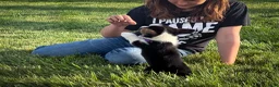 Welsh Corgi Pembroke dogs for sale: Violet - Ad 2