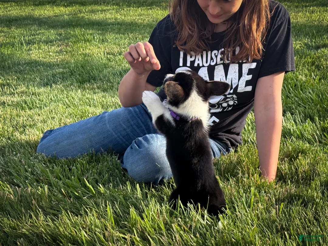 Welsh Corgi Pembroke dogs for sale: Violet - Ad 2