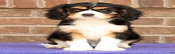 Cavalier King Charles Spaniel dogs for sale: Sophie - Ad 3